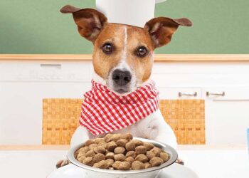 Alimentación sostenible para mascotas