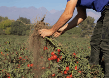 Industria con raíces firmes