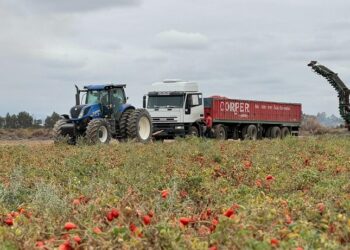 “Hacemos el mejor tomate de Argentina”