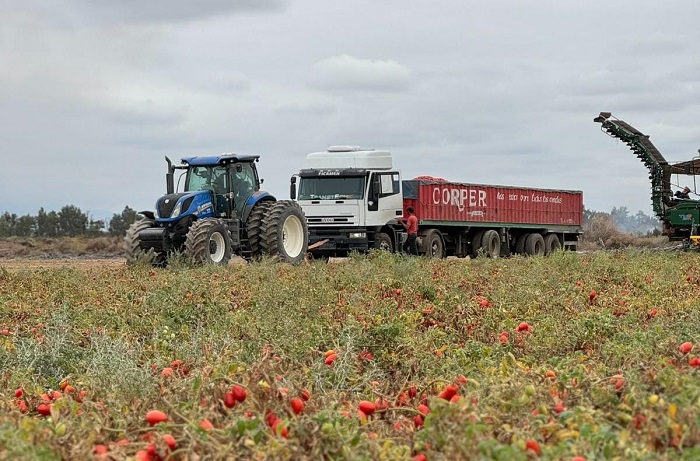 “Hacemos el mejor tomate de Argentina”